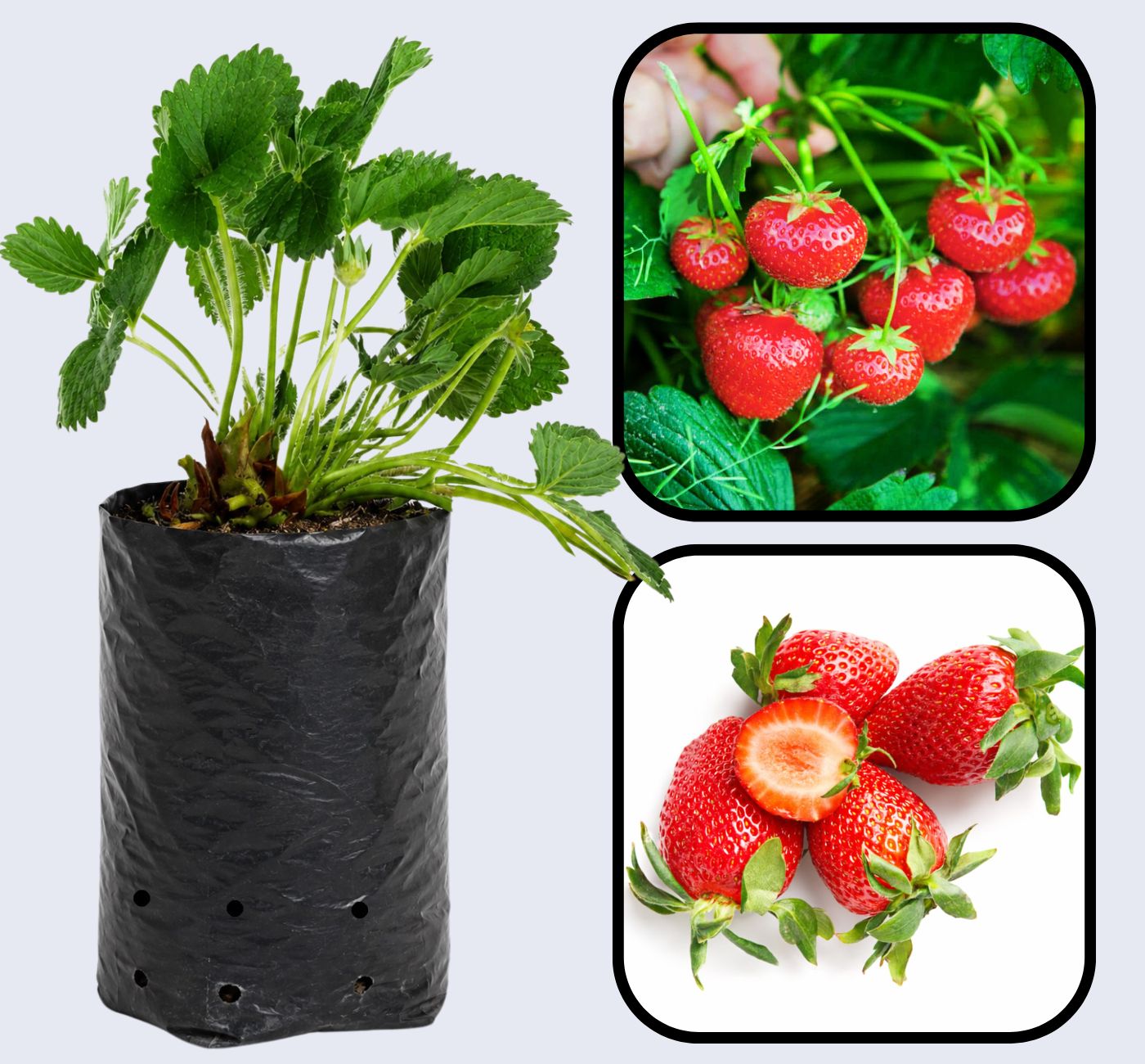 Marshall Strawberry Healthy Sweet Home Garden Kitchen Garden Terrace Balcony Fruit Plant