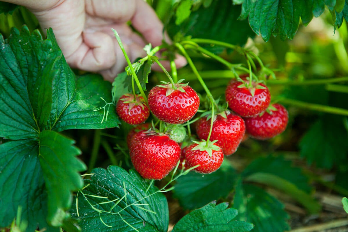 Marshall Strawberry Healthy Sweet Home Garden Kitchen Garden Terrace Balcony Fruit Plant
