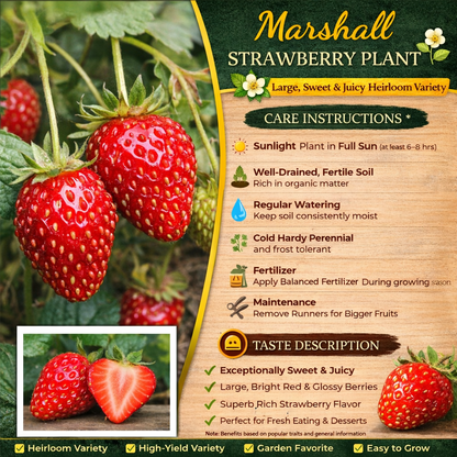 Marshall Strawberry Healthy Sweet Home Garden Kitchen Garden Terrace Balcony Fruit Plant