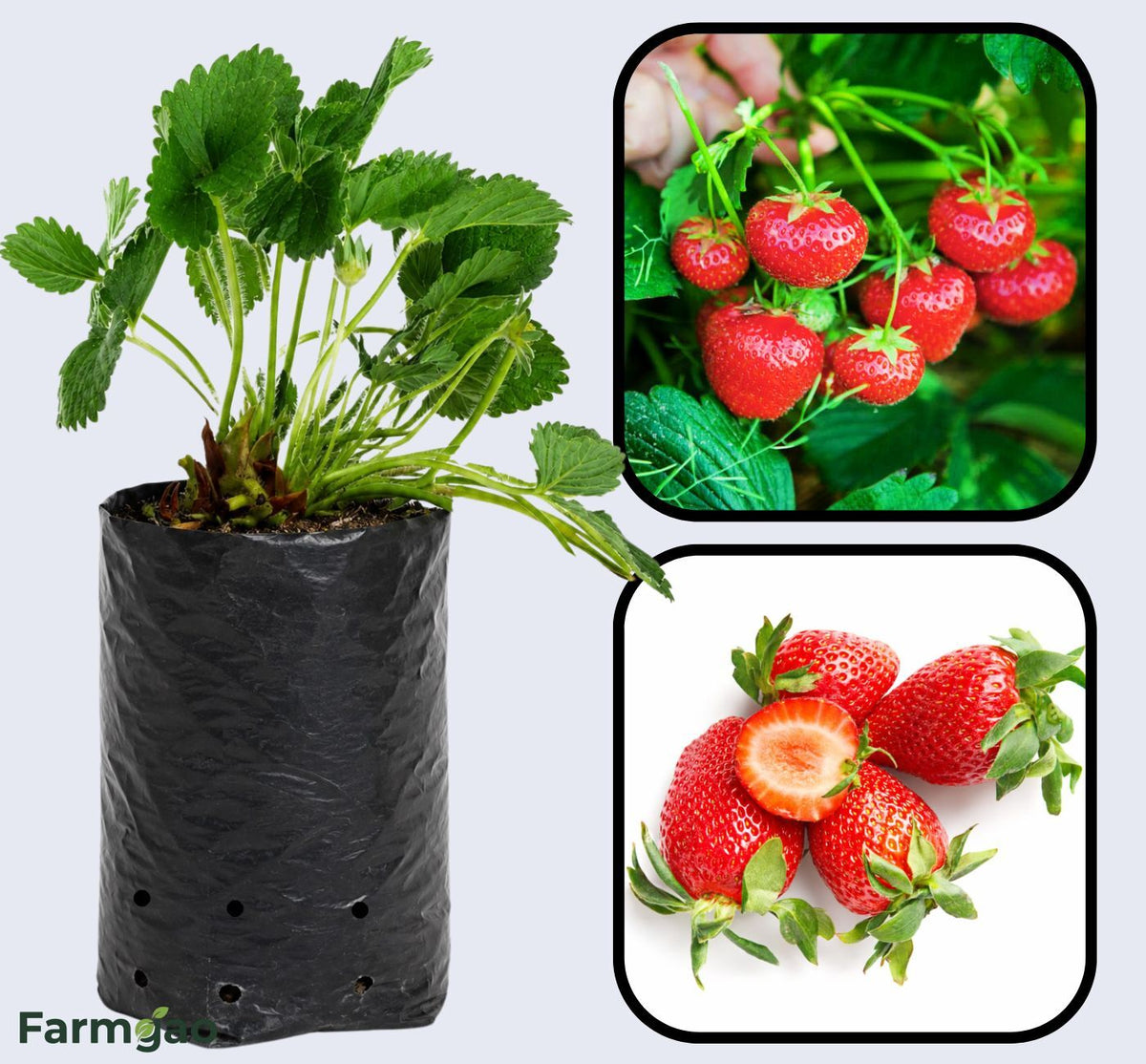 Marshall Strawberry Healthy Sweet Home Garden Kitchen Garden Terrace Balcony Fruit Plant