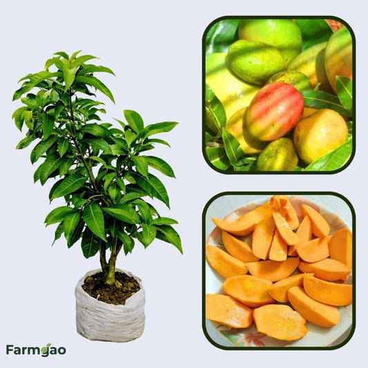 Martinique Mango Aam Grafted Healthy Fruit Plant