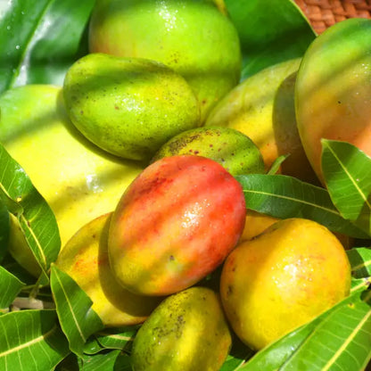 Martinique Mango Aam Grafted Healthy Fruit Plant