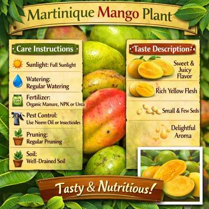 Martinique Mango Aam Grafted Healthy Fruit Plant