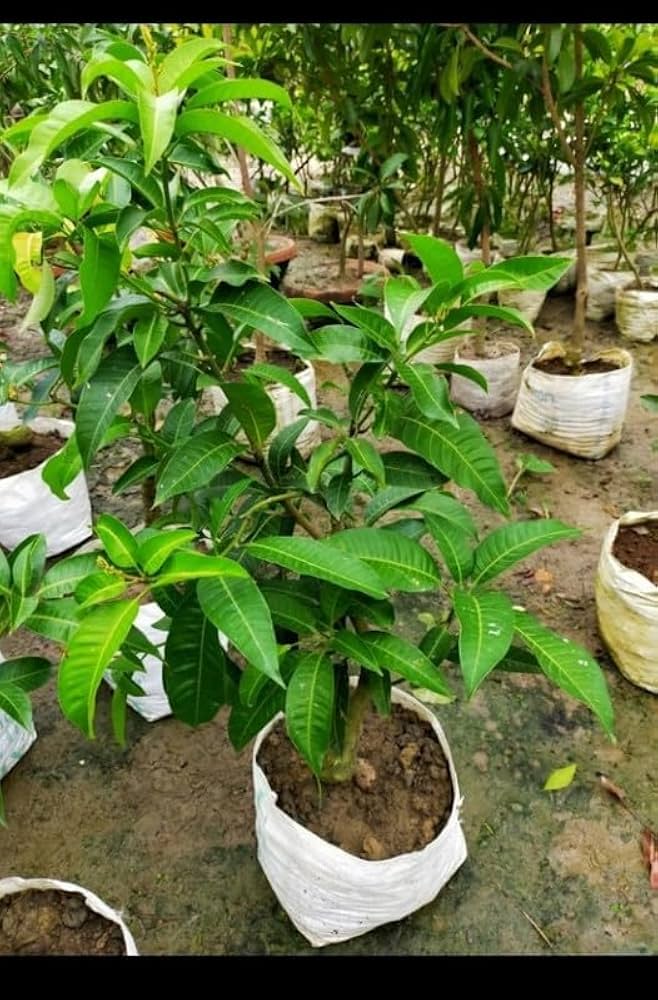 Martinique Mango Aam Grafted Healthy Fruit Plant