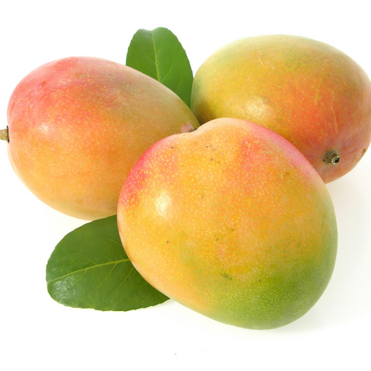 Martinique Mango Aam Grafted Healthy Fruit Plant