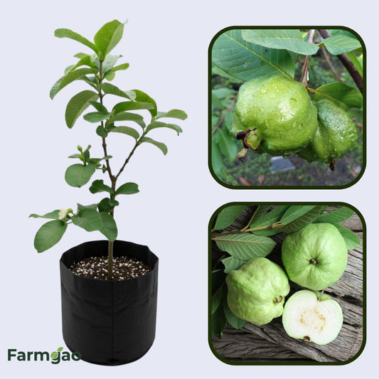 Maui White Guava Air Layered Healthy Fruit Plant