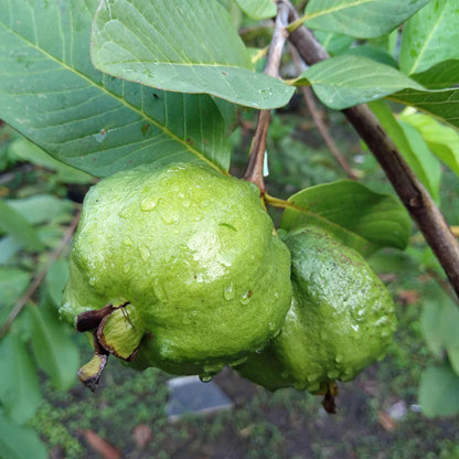 Maui White Guava Air Layered Healthy Fruit Plant