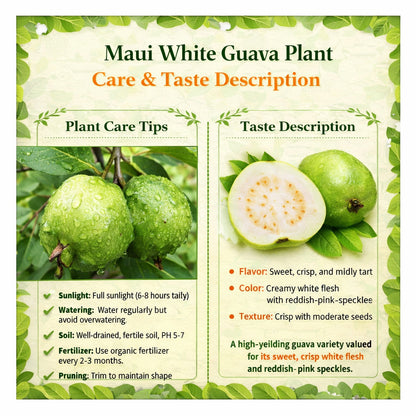 Maui White Guava Air Layered Healthy Fruit Plant