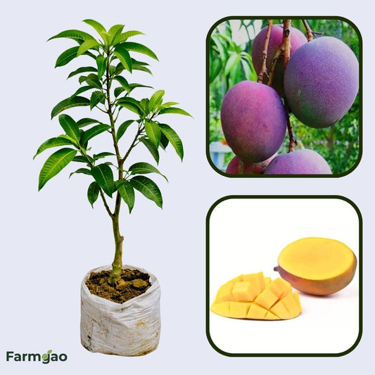 Maya Mango Aam Grafted Healthy Fruit Plant