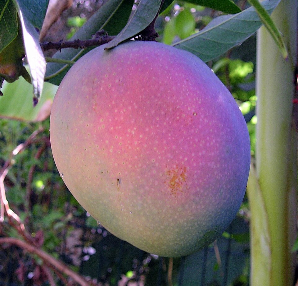 Maya Mango Aam Grafted Healthy Fruit Plant