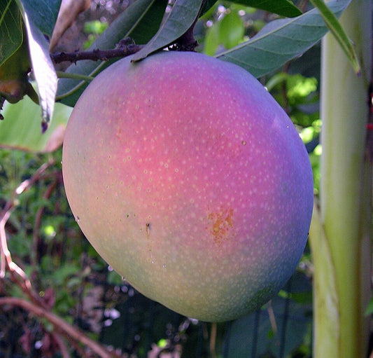 Maya Mango Aam Grafted Healthy Fruit Plant