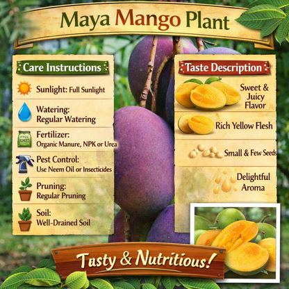 Maya Mango Aam Grafted Healthy Fruit Plant