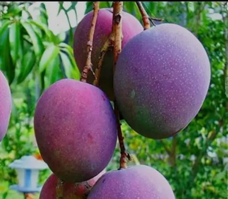 Maya Mango Aam Grafted Healthy Fruit Plant
