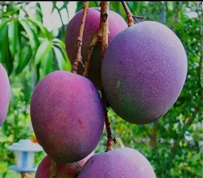 Maya Mango Aam Grafted Healthy Fruit Plant