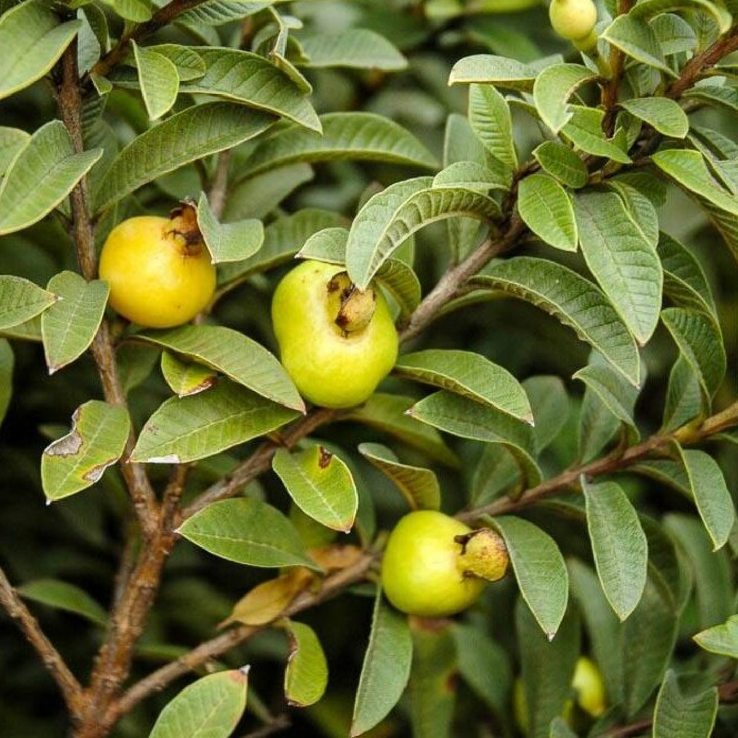 Media China Guava Air Layered Healthy Fruit Plant