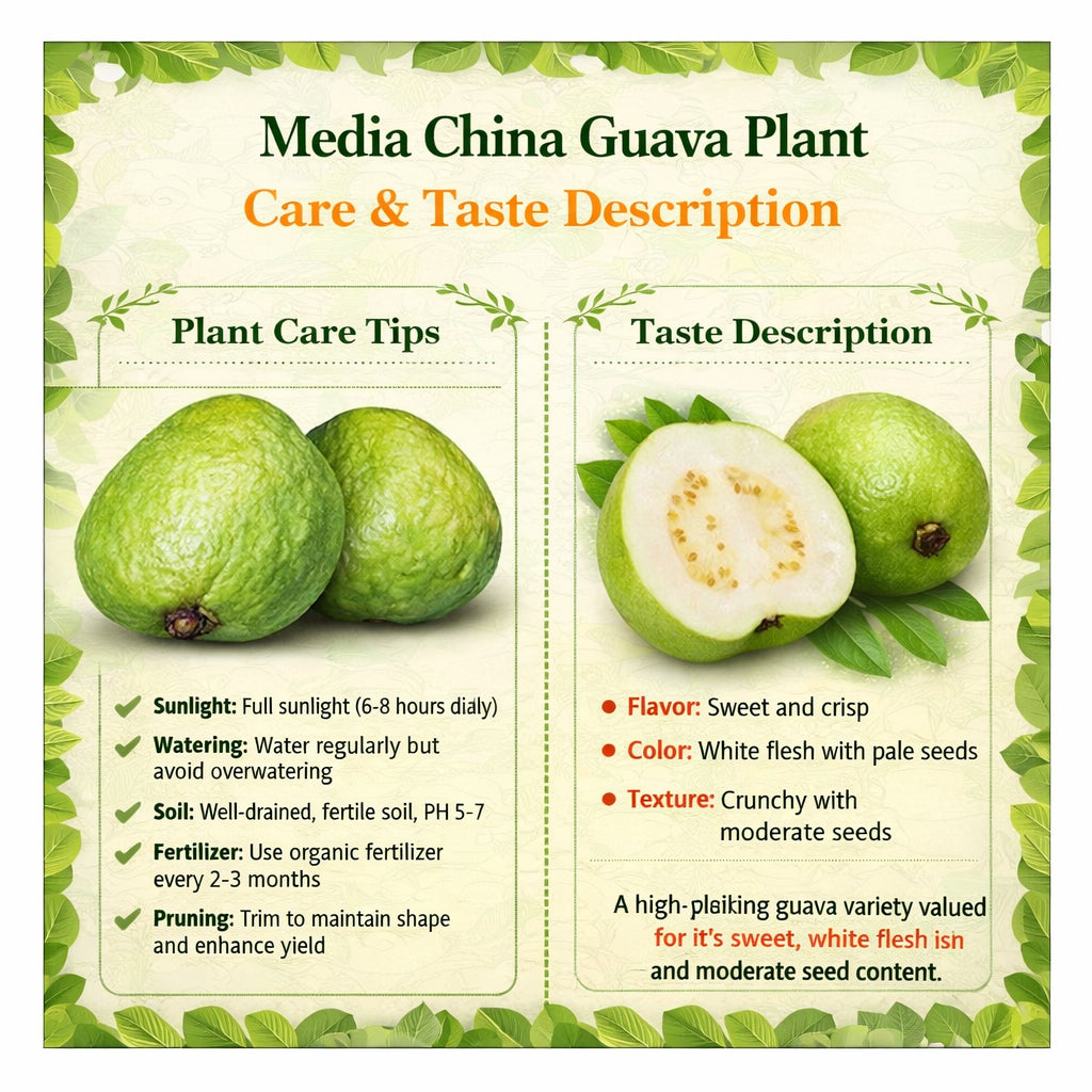 Media China Guava Air Layered Healthy Fruit Plant