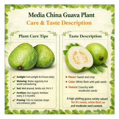 Media China Guava Air Layered Healthy Fruit Plant