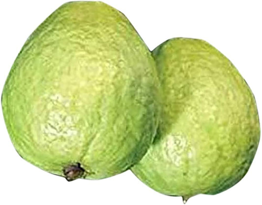 Media China Guava Air Layered Healthy Fruit Plant