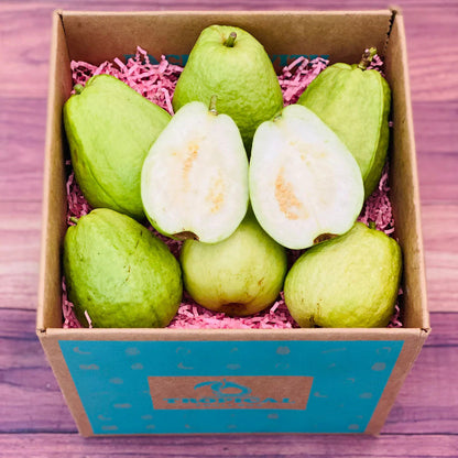 Media China Guava Air Layered Healthy Fruit Plant
