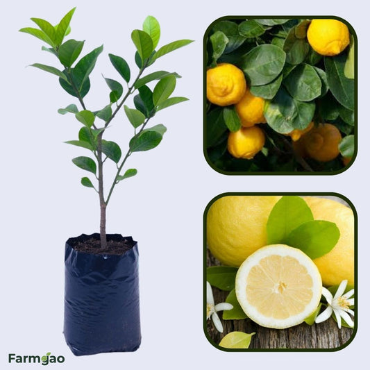 Mediterranean Sweet Lemon Plant Live Nimbu Tree Kagzi Lemon Citrus Limon Fruit Plant
