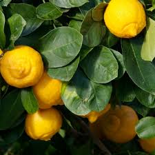 Mediterranean Sweet Lemon Plant Live Nimbu Tree Kagzi Lemon Citrus Limon Fruit Plant