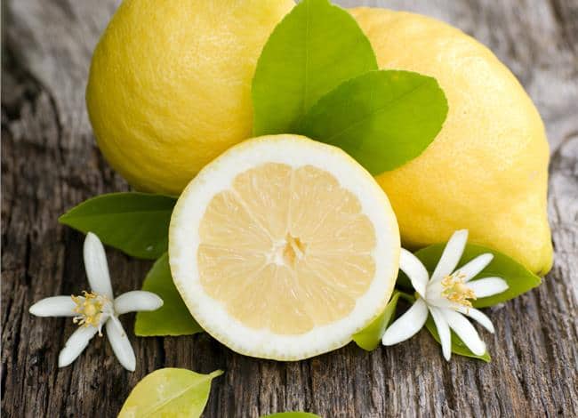 Mediterranean Sweet Lemon Plant Live Nimbu Tree Kagzi Lemon Citrus Limon Fruit Plant