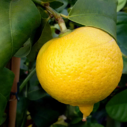 Mediterranean Sweet Lemon Plant Live Nimbu Tree Kagzi Lemon Citrus Limon Fruit Plant
