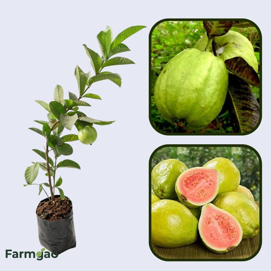 Mekong Pink Guava Air Layered Healthy Fruit Plant