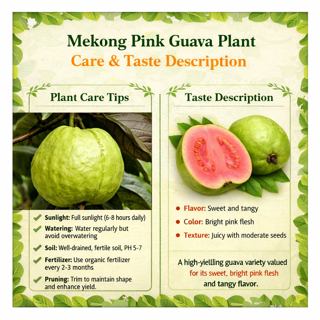 Mekong Pink Guava Air Layered Healthy Fruit Plant