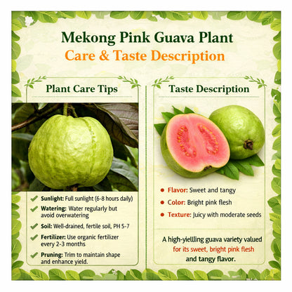 Mekong Pink Guava Air Layered Healthy Fruit Plant