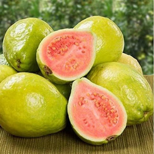 Mekong Pink Guava Air Layered Healthy Fruit Plant