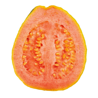 Mekong Pink Guava Air Layered Healthy Fruit Plant