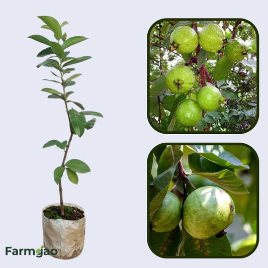 Mekong White Guava Air Layered Healthy Fruit Plant