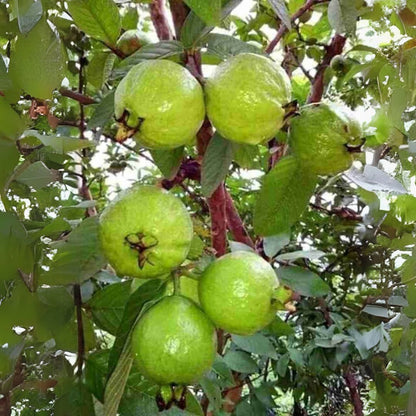 Mekong White Guava Air Layered Healthy Fruit Plant