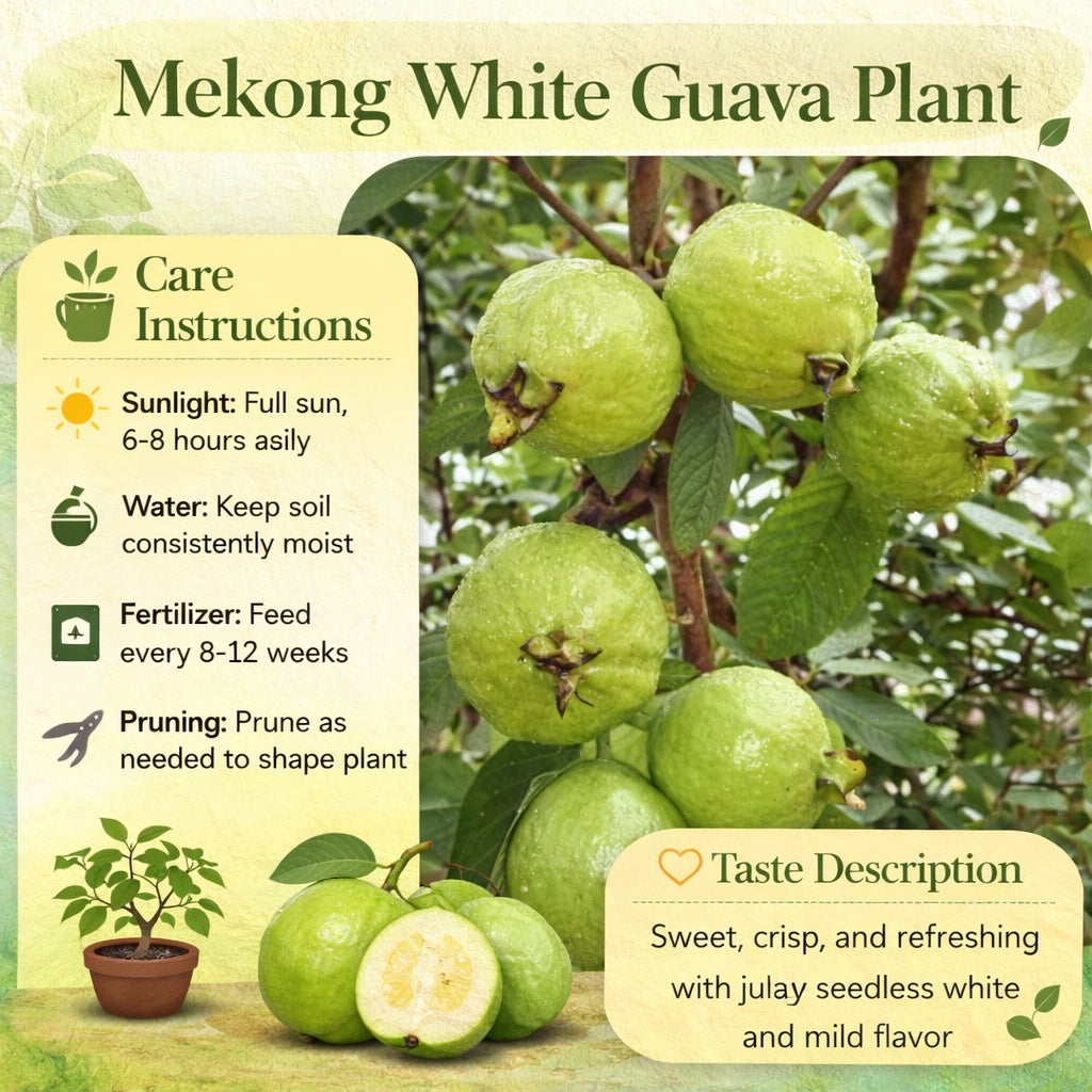 Mekong White Guava Air Layered Healthy Fruit Plant