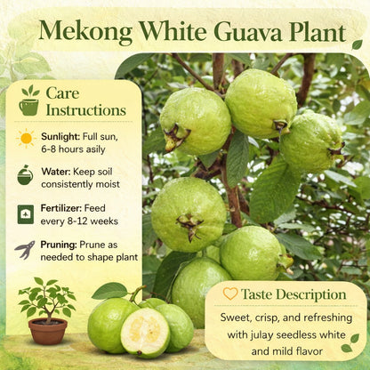 Mekong White Guava Air Layered Healthy Fruit Plant