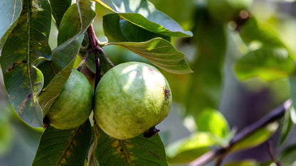Mekong White Guava Air Layered Healthy Fruit Plant