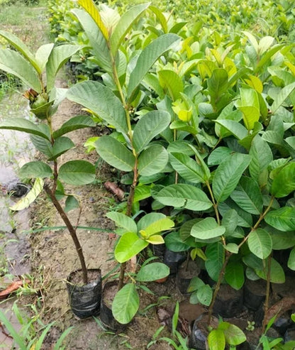 Mekong White Guava Air Layered Healthy Fruit Plant