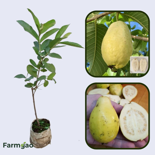 Mexican Cream Guava Air Layered Healthy Fruit Plant