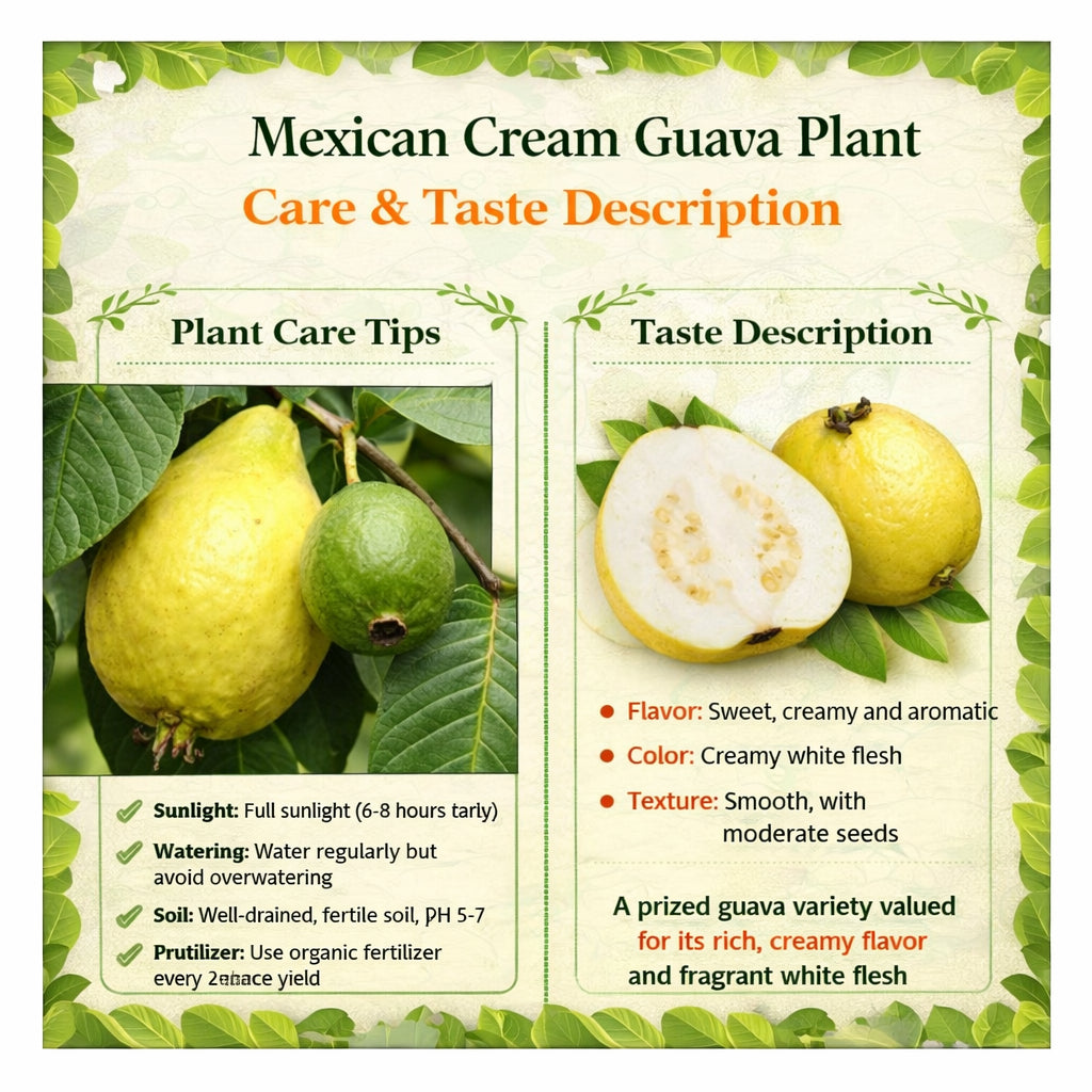 Mexican Cream Guava Air Layered Healthy Fruit Plant