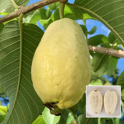 Mexican Cream Guava Air Layered Healthy Fruit Plant