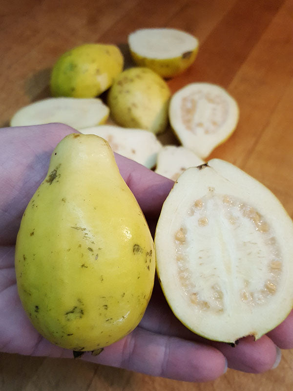 Mexican Cream Guava Air Layered Healthy Fruit Plant