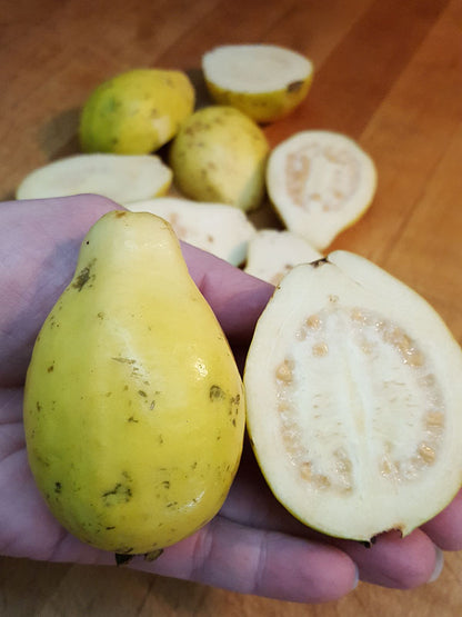 Mexican Cream Guava Air Layered Healthy Fruit Plant