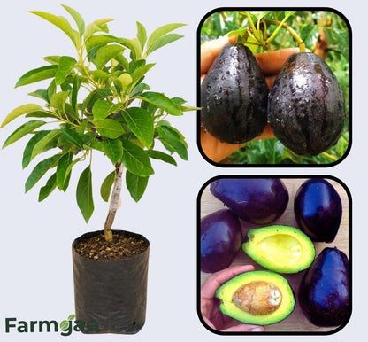 Mexicola Avocado Grafted Healthy Fruit Plant