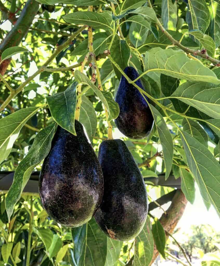 Mexicola Avocado Grafted Healthy Fruit Plant