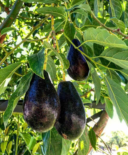 Mexicola Avocado Grafted Healthy Fruit Plant