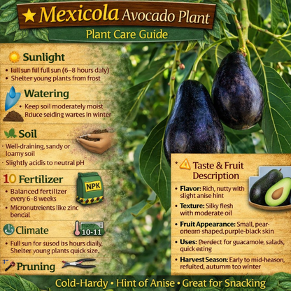 Mexicola Avocado Grafted Healthy Fruit Plant