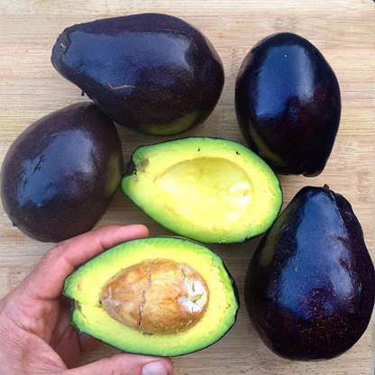 Mexicola Avocado Grafted Healthy Fruit Plant