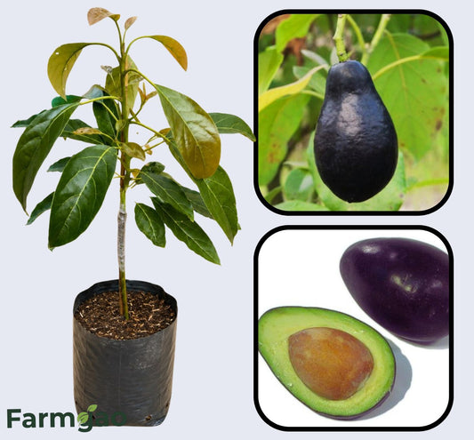 Mexicola Grande Avocado Grafted Healthy Fruit Plant