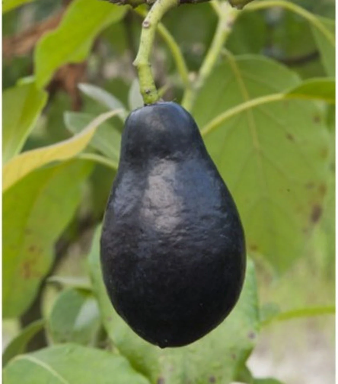 Mexicola Grande Avocado Grafted Healthy Fruit Plant
